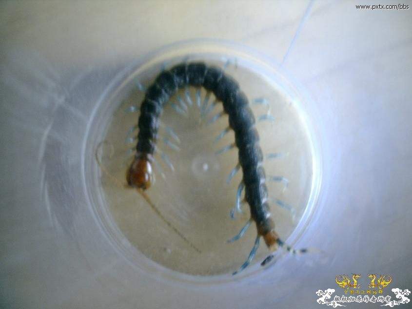 糙耳孔蜈蚣和某蚰蜒 糙耳孔蜈蚣和某蚰蜒