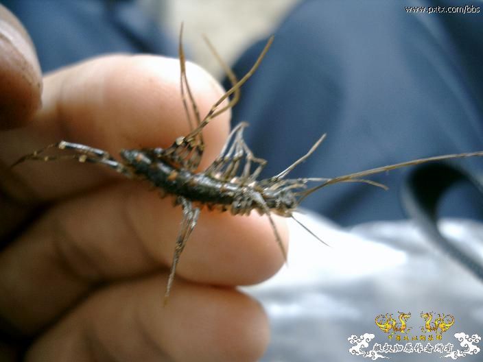 糙耳孔蜈蚣和某蚰蜒