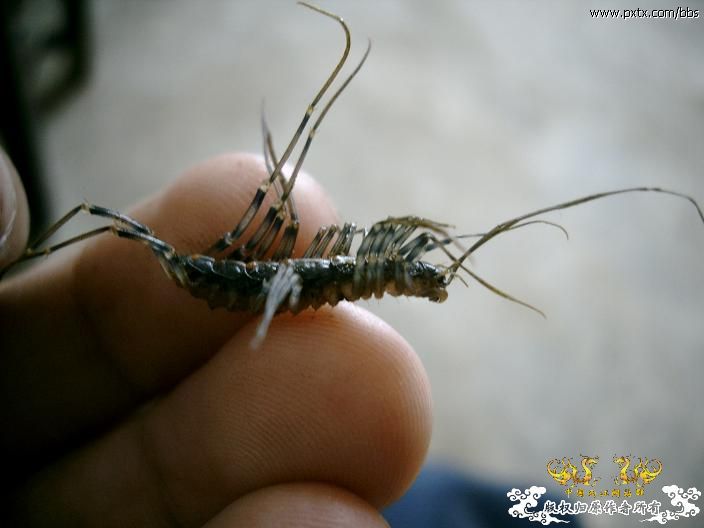 糙耳孔蜈蚣和某蚰蜒