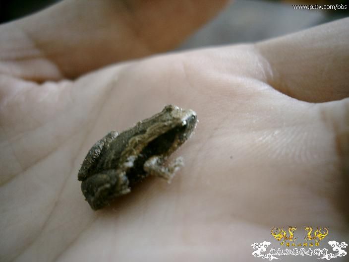 饰纹姬蛙