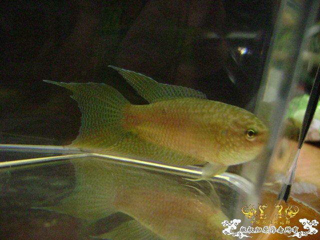 貌似SPE与HK的过渡种