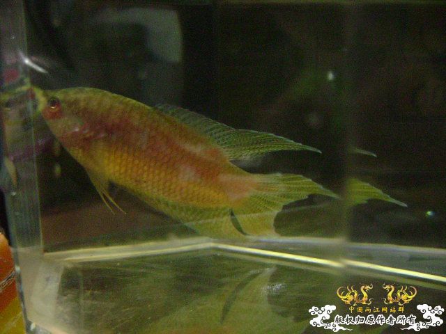 貌似SPE与HK的过渡种