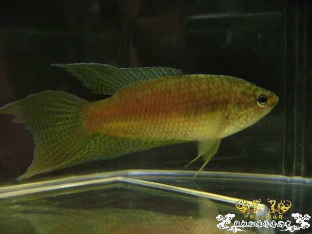 貌似SPE与HK的过渡种