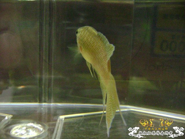 貌似SPE与HK的过渡种