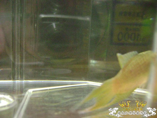 貌似SPE与HK的过渡种