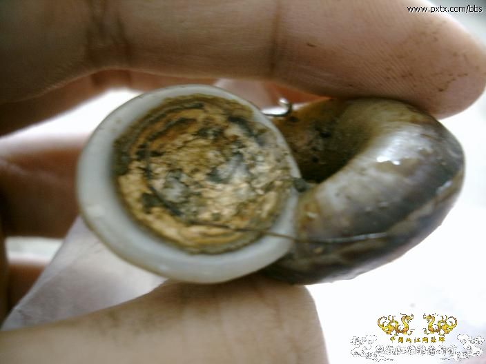 清明采到的大山蜗牛