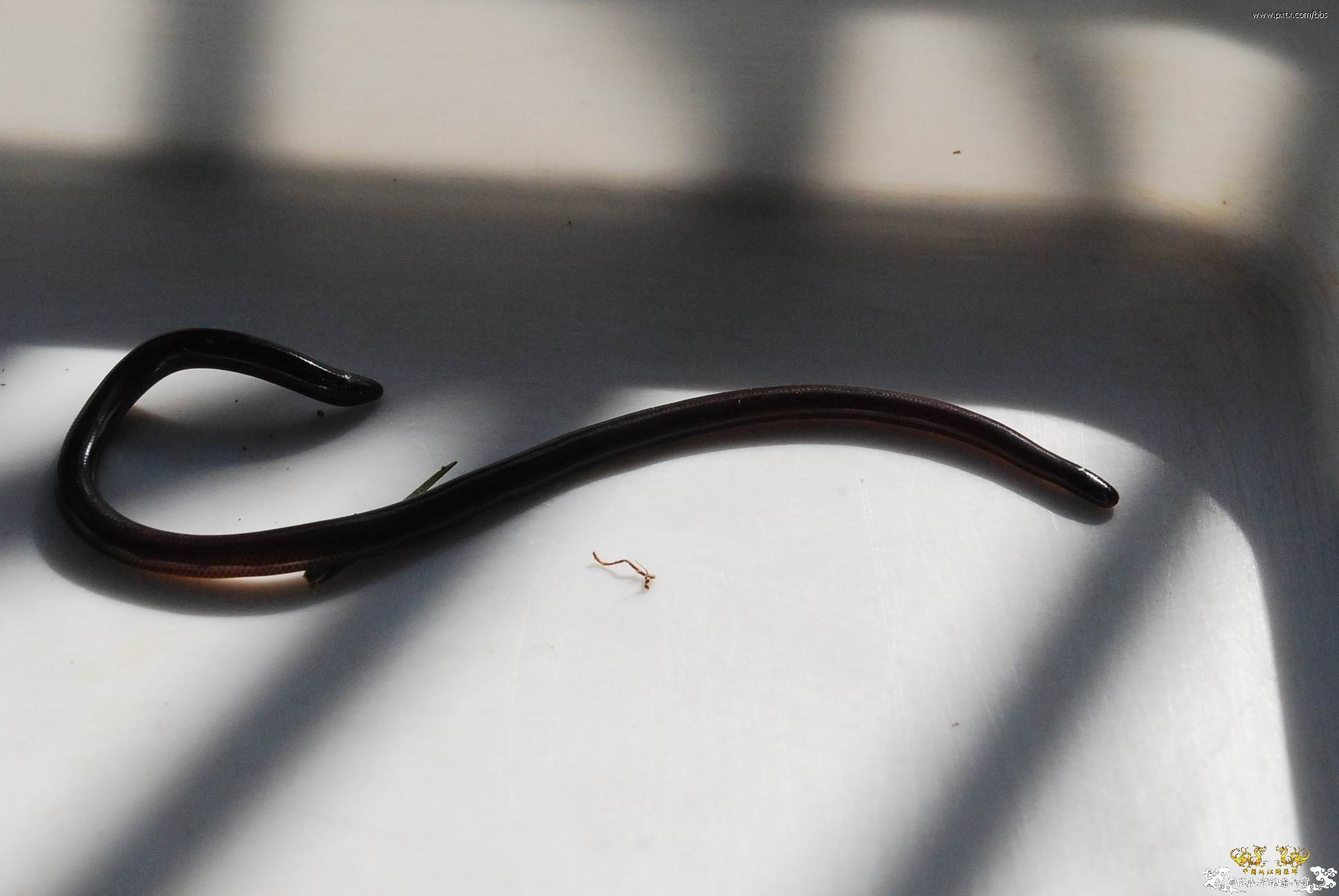 春天—长鼻蜡蝉、竹蜂、螳螂和蝽