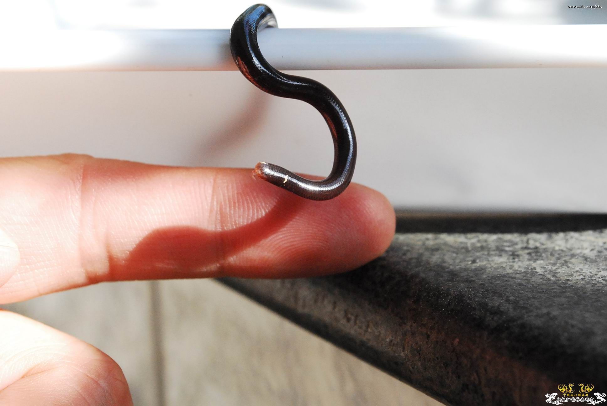 春天—长鼻蜡蝉、竹蜂、螳螂和蝽