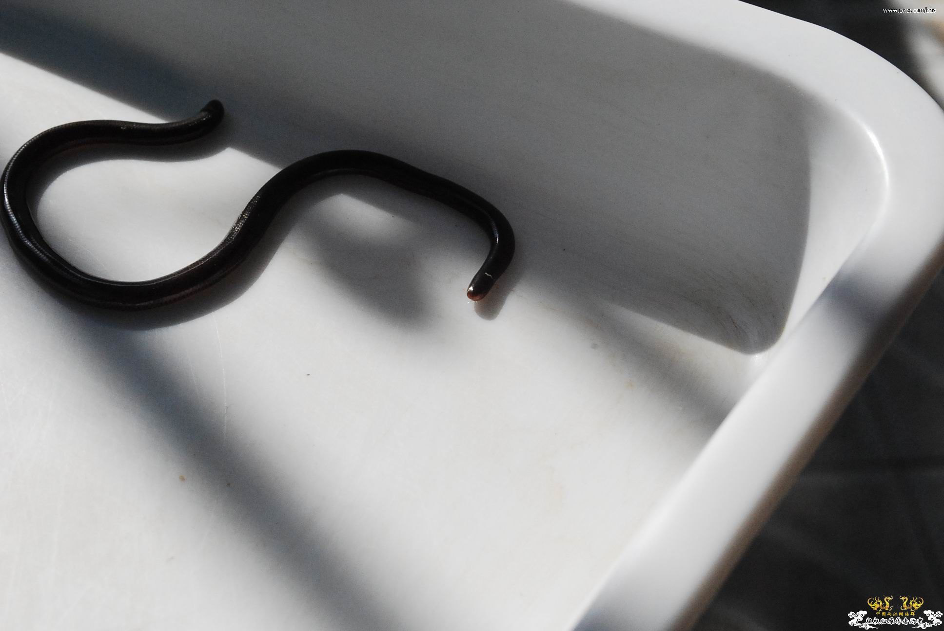 春天—长鼻蜡蝉、竹蜂、螳螂和蝽