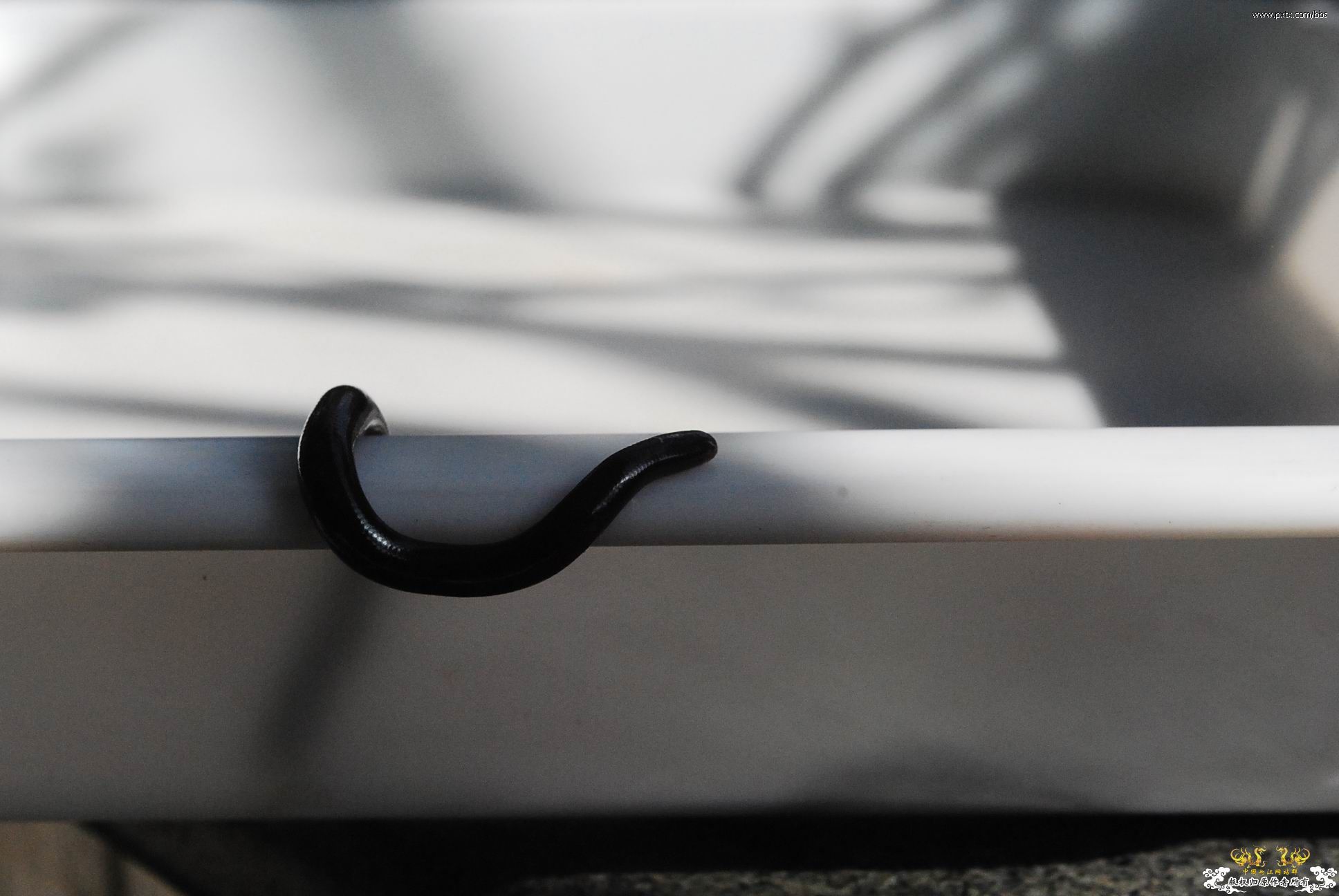 春天—长鼻蜡蝉、竹蜂、螳螂和蝽