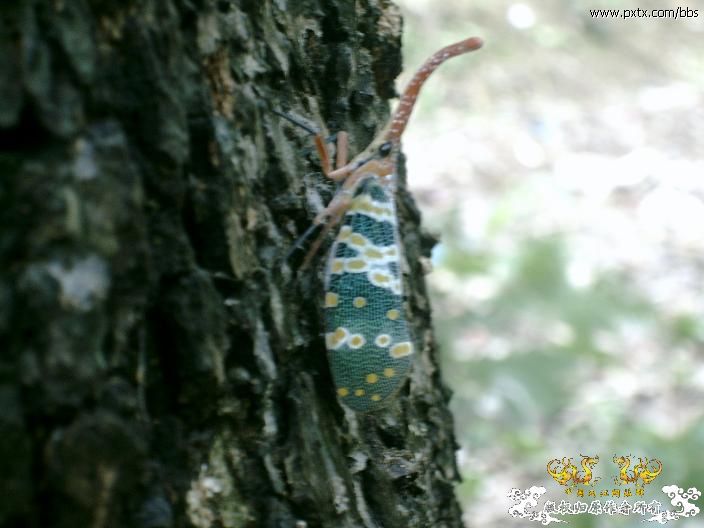 春天—长鼻蜡蝉、竹蜂、螳螂和蝽