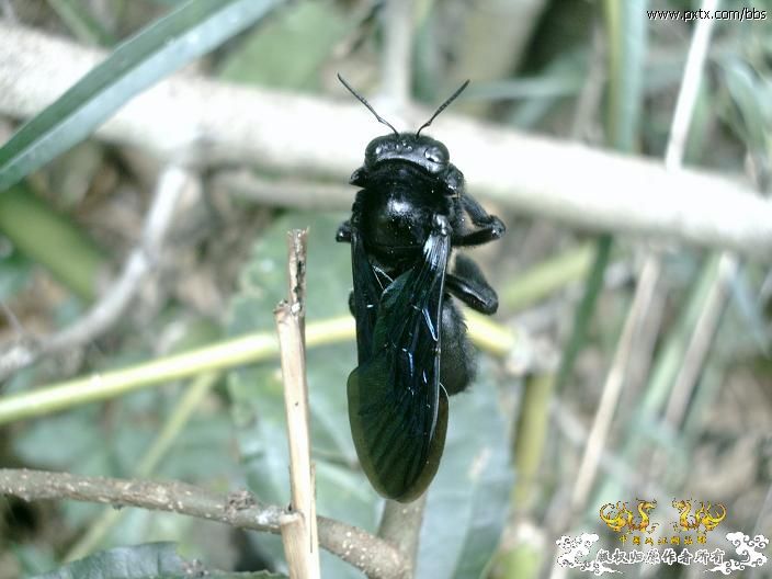春天—长鼻蜡蝉、竹蜂、螳螂和蝽