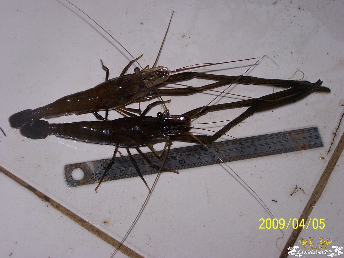 清明巨无霸淡水青虾