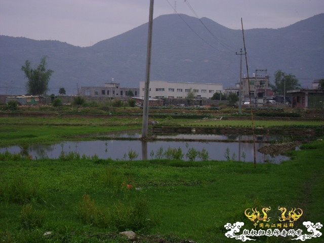发图——今天野采的