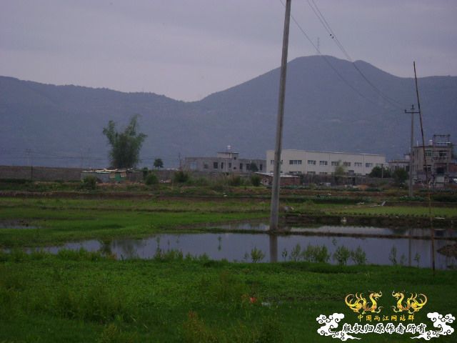 发图——今天野采的