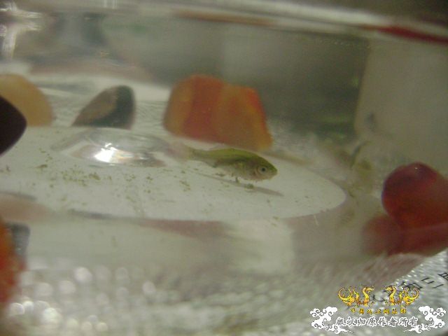 发图——今天野采的