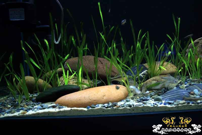 枯草鳑鮍缸首度公开
