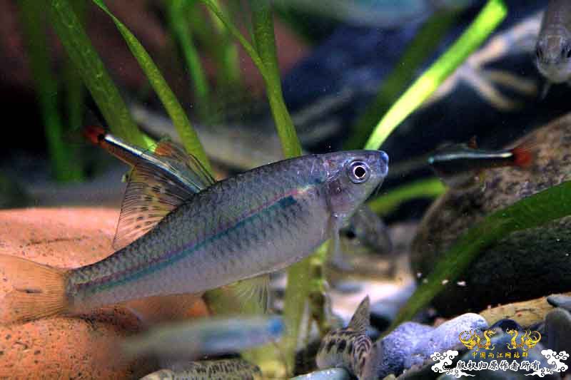 枯草鳑鮍缸首度公开