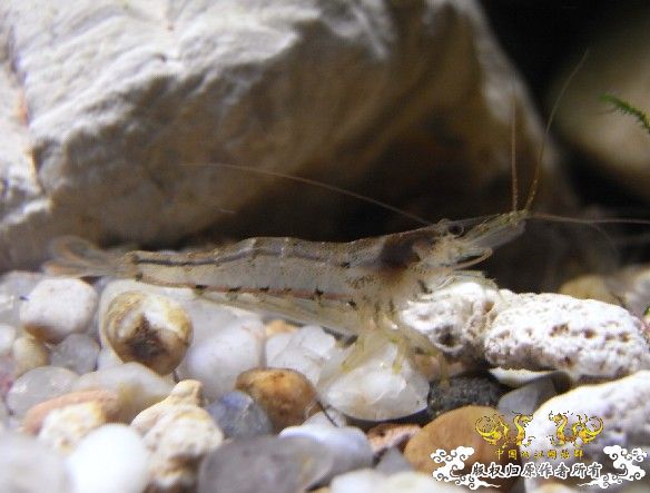 初试相机~两栖缸