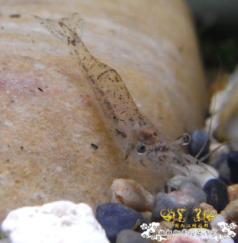 初试相机~两栖缸