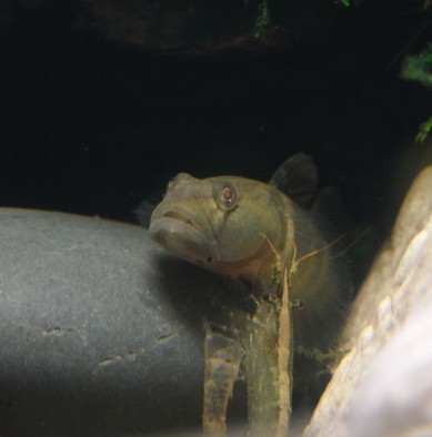 初试相机~两栖缸