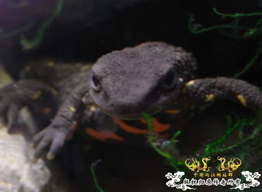 初试相机~两栖缸