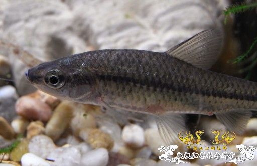 初试相机~两栖缸