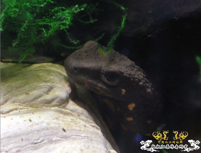 初试相机~两栖缸