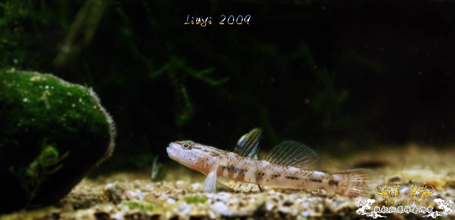 安吉·虾虎