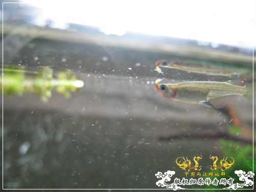 [原创]大隐的原生缸