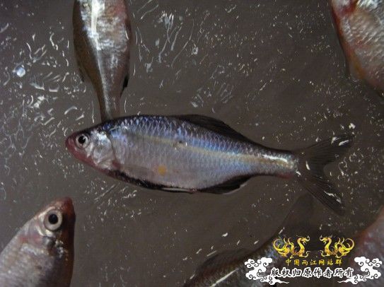 累并快乐的湖边游（补图）