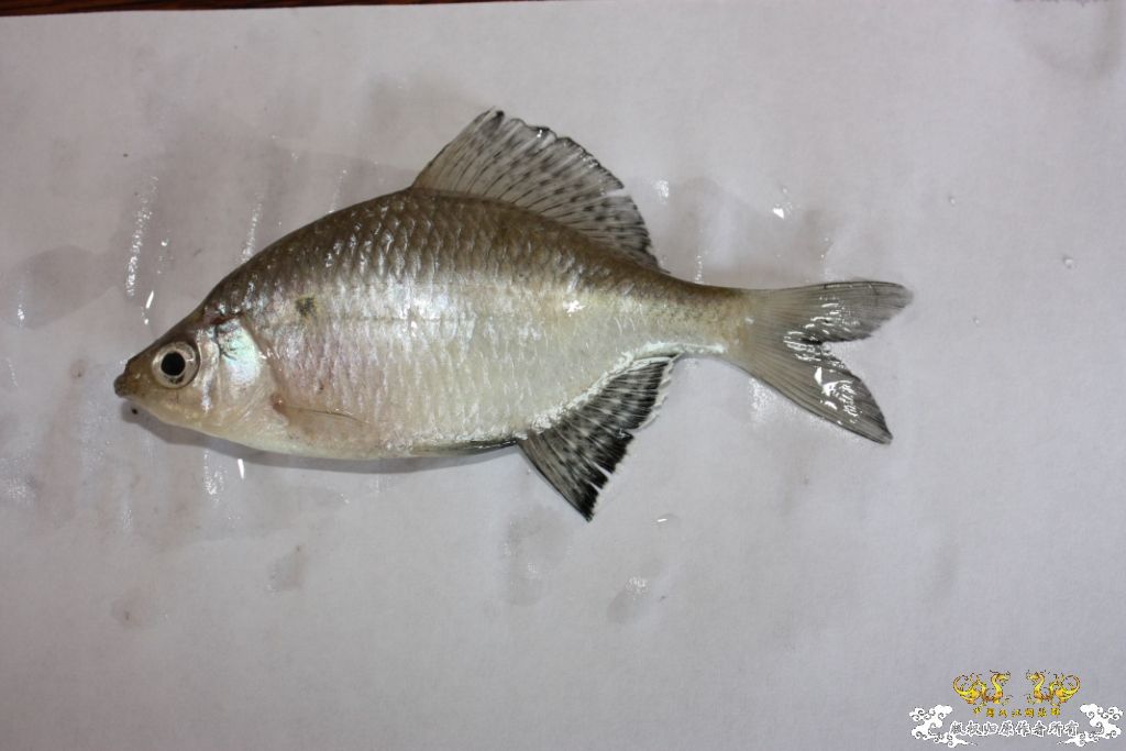 [求助]鳑皮求鉴定