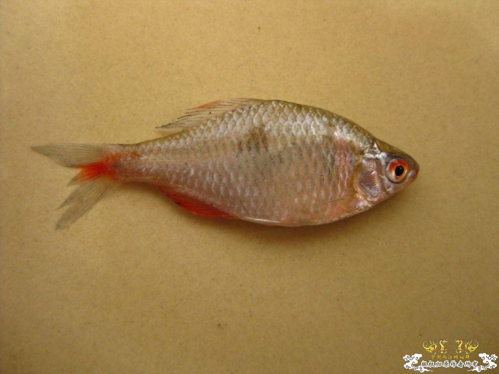 [求助]鳑皮求鉴定