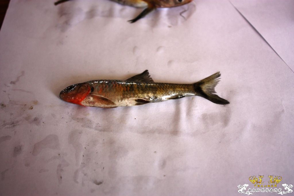 [求助]采了两种鱼求鉴定