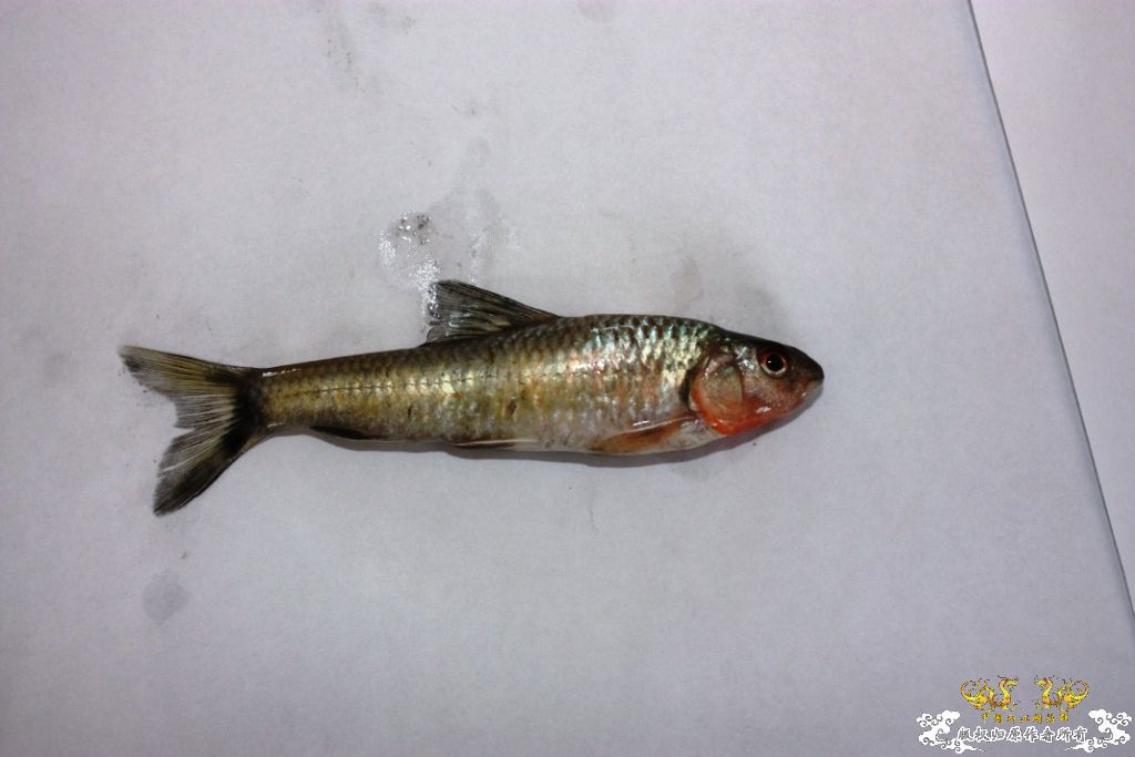 [求助]采了两种鱼求鉴定