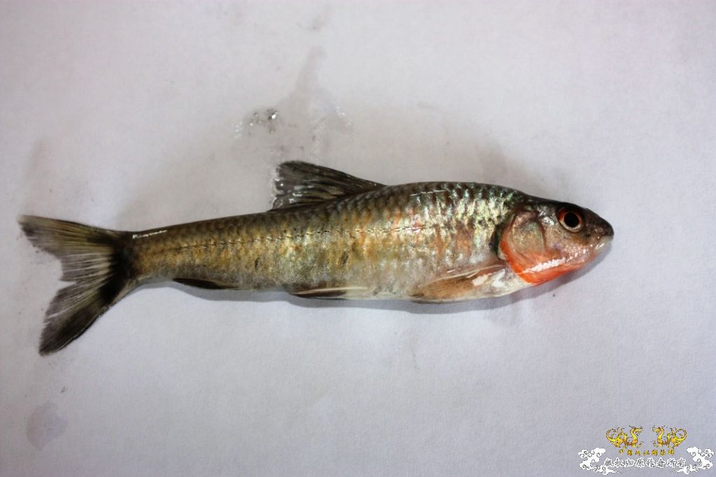 [求助]采了两种鱼求鉴定