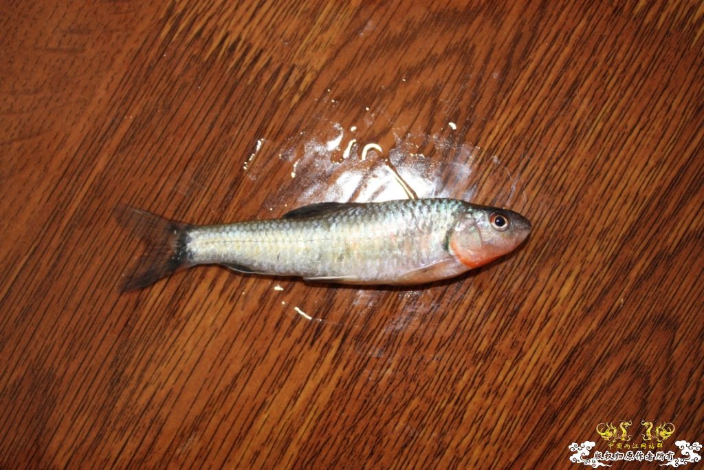 [求助]采了两种鱼求鉴定