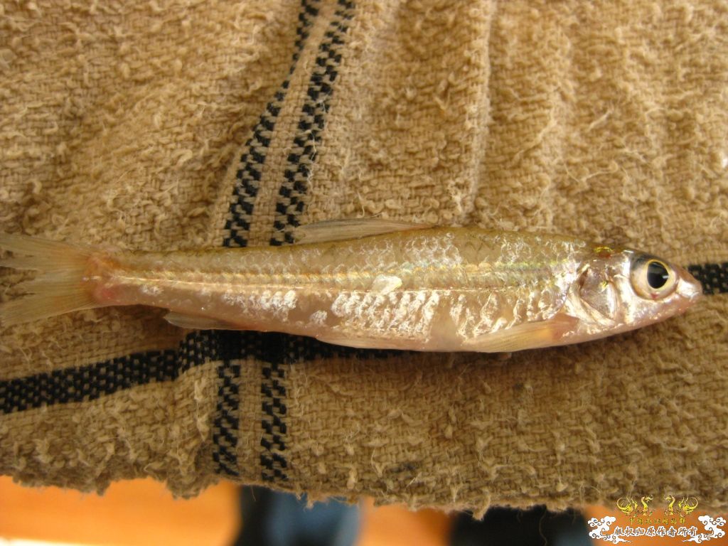 [求助]采了两种鱼求鉴定