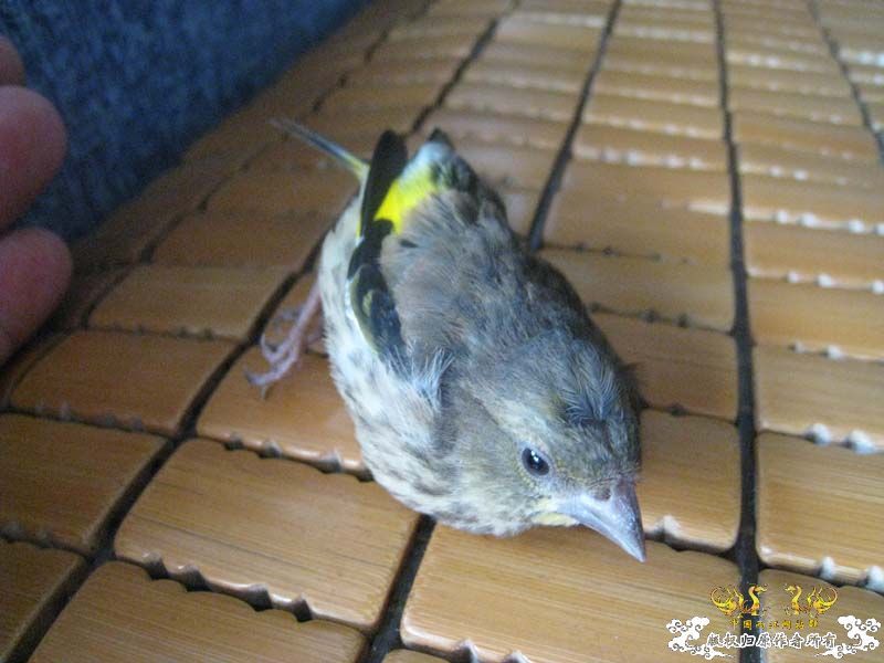 石柱归来，帮忙认认品种。