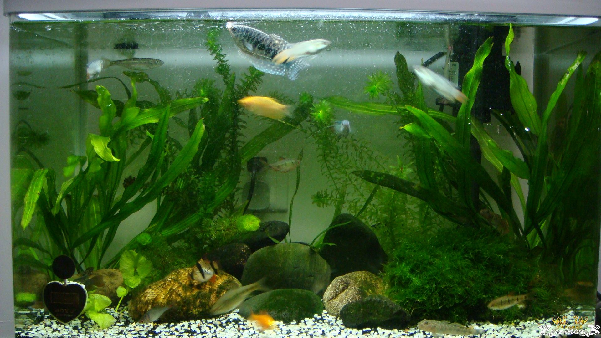 [灌水]超级难拍的小鲃……