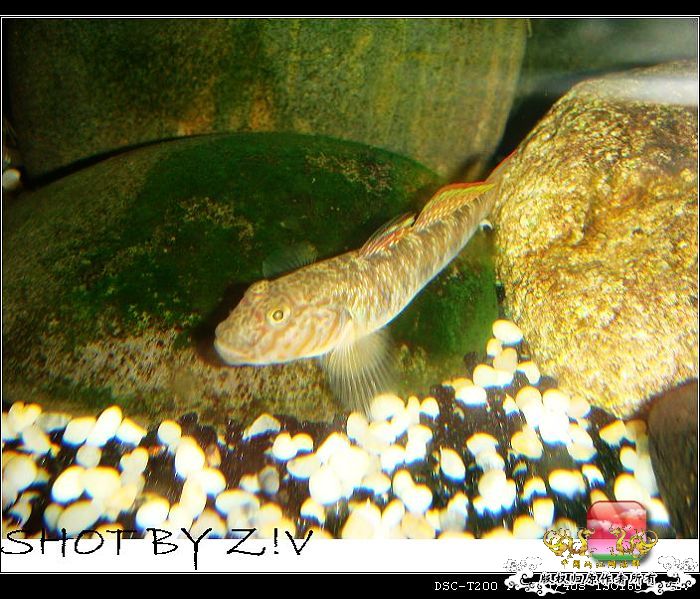 [灌水]超级难拍的小鲃……