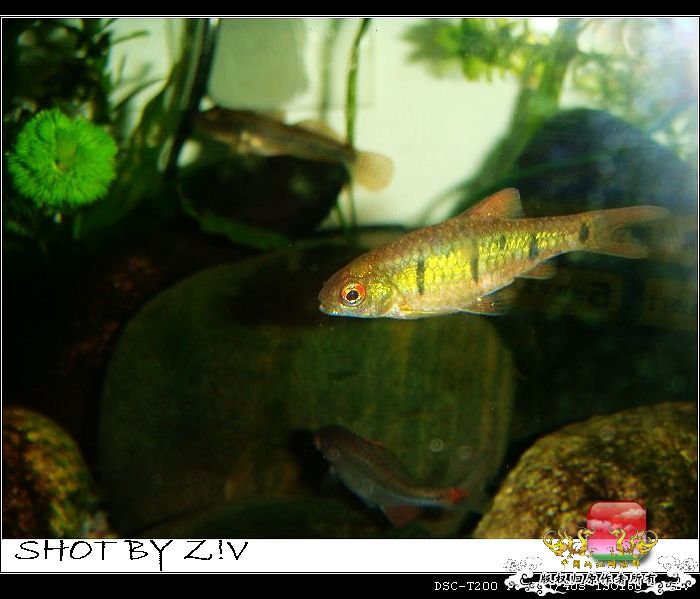 [灌水]超级难拍的小鲃……