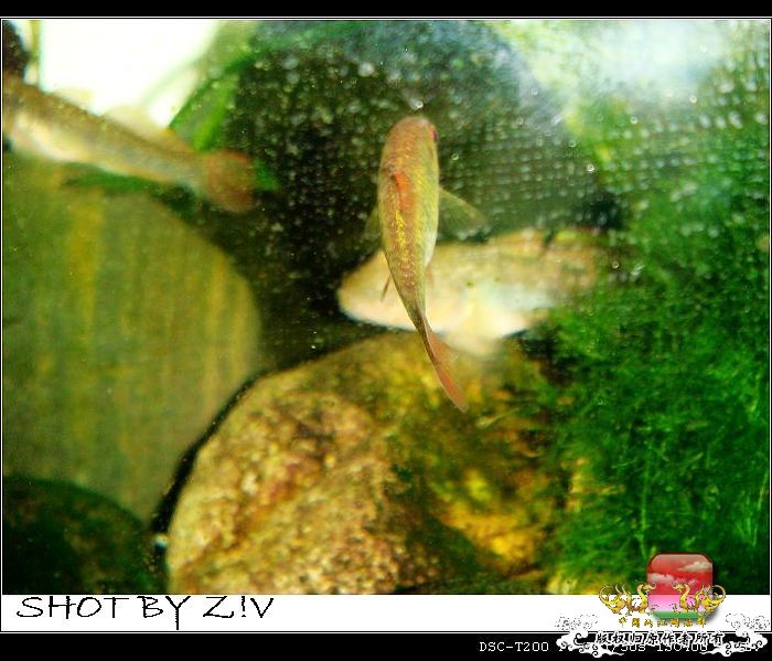 [灌水]超级难拍的小鲃……