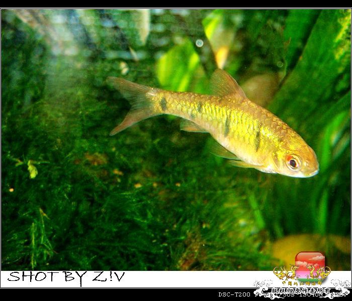 [灌水]超级难拍的小鲃……