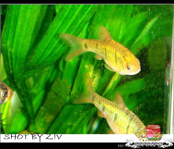 [灌水]超级难拍的小鲃……