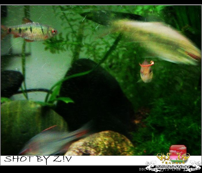 [灌水]超级难拍的小鲃……