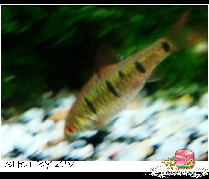 [灌水]超级难拍的小鲃……