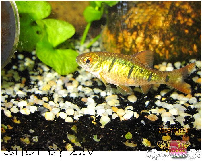 [灌水]超级难拍的小鲃……