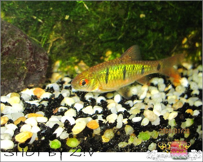 [灌水]超级难拍的小鲃……