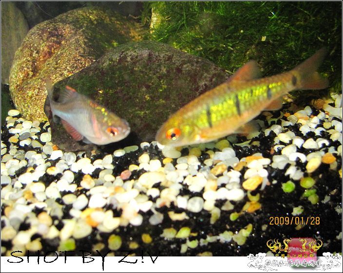 [灌水]超级难拍的小鲃……